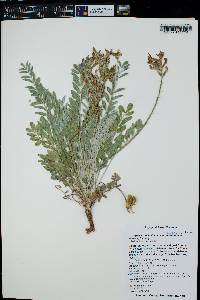 Astragalus mollissimus image