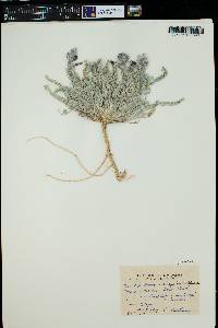 Astragalus mollissimus var. matthewsii image