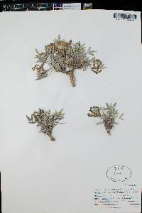 Astragalus musiniensis image