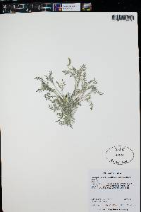 Astragalus nuttallianus var. austrinus image