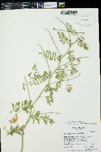 Astragalus flexuosus var. flexuosus image