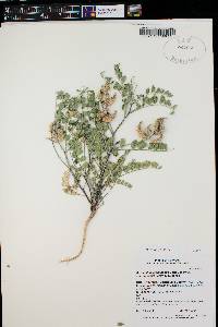 Astragalus lentiginosus var. diphysus image