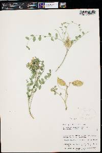 Astragalus oophorus var. caulescens image