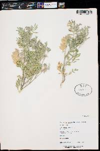 Astragalus pardalinus image