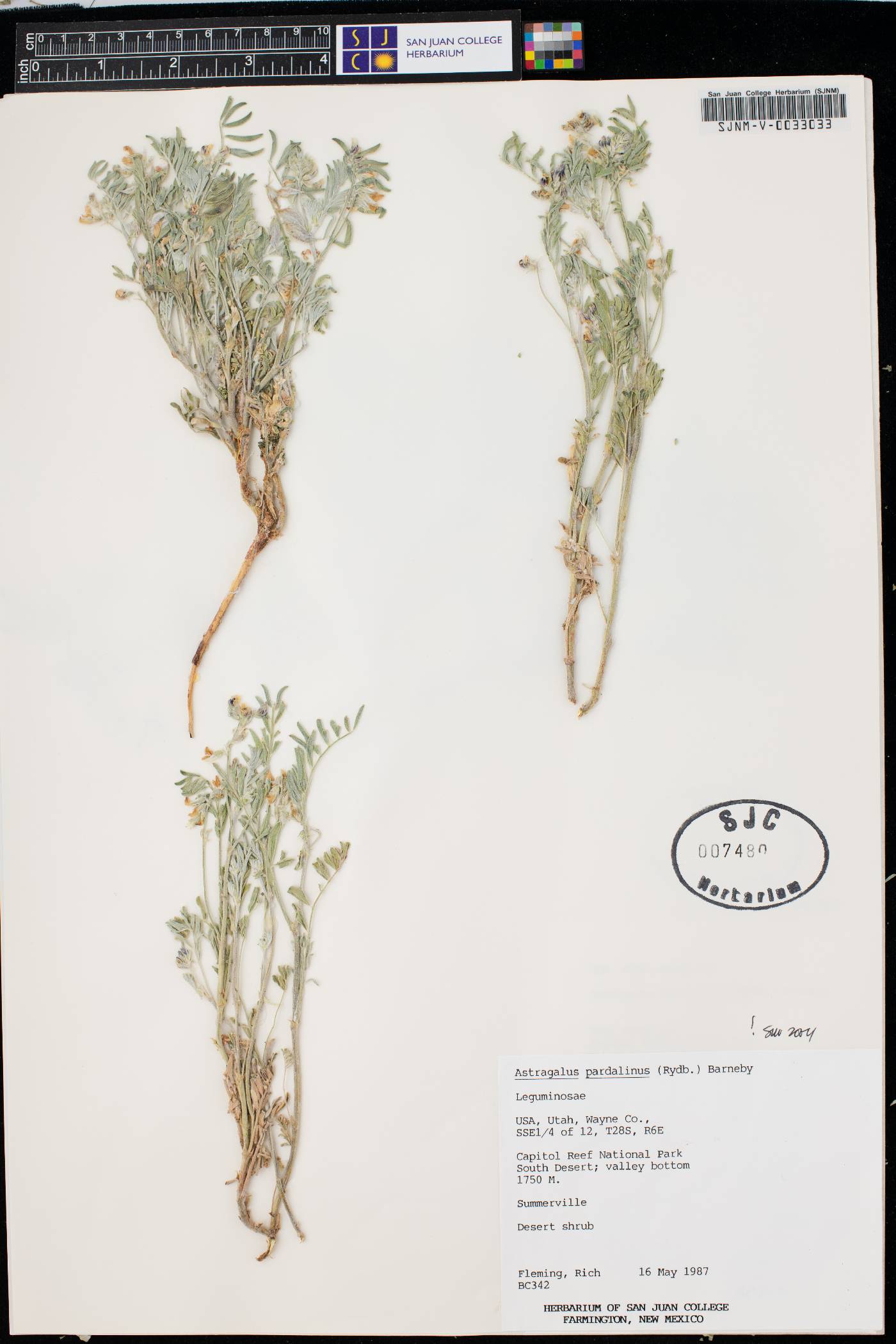 Astragalus pardalinus image