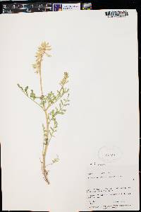 Astragalus praelongus var. lonchopus image