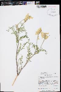 Astragalus praelongus var. lonchopus image