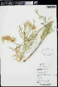 Astragalus praelongus var. ellisiae image