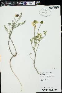 Astragalus praelongus var. praelongus image