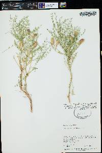 Astragalus preussii var. preussii image