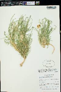 Astragalus preussii var. preussii image