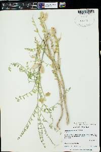 Astragalus preussii var. preussii image