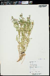 Astragalus preussii var. preussii image