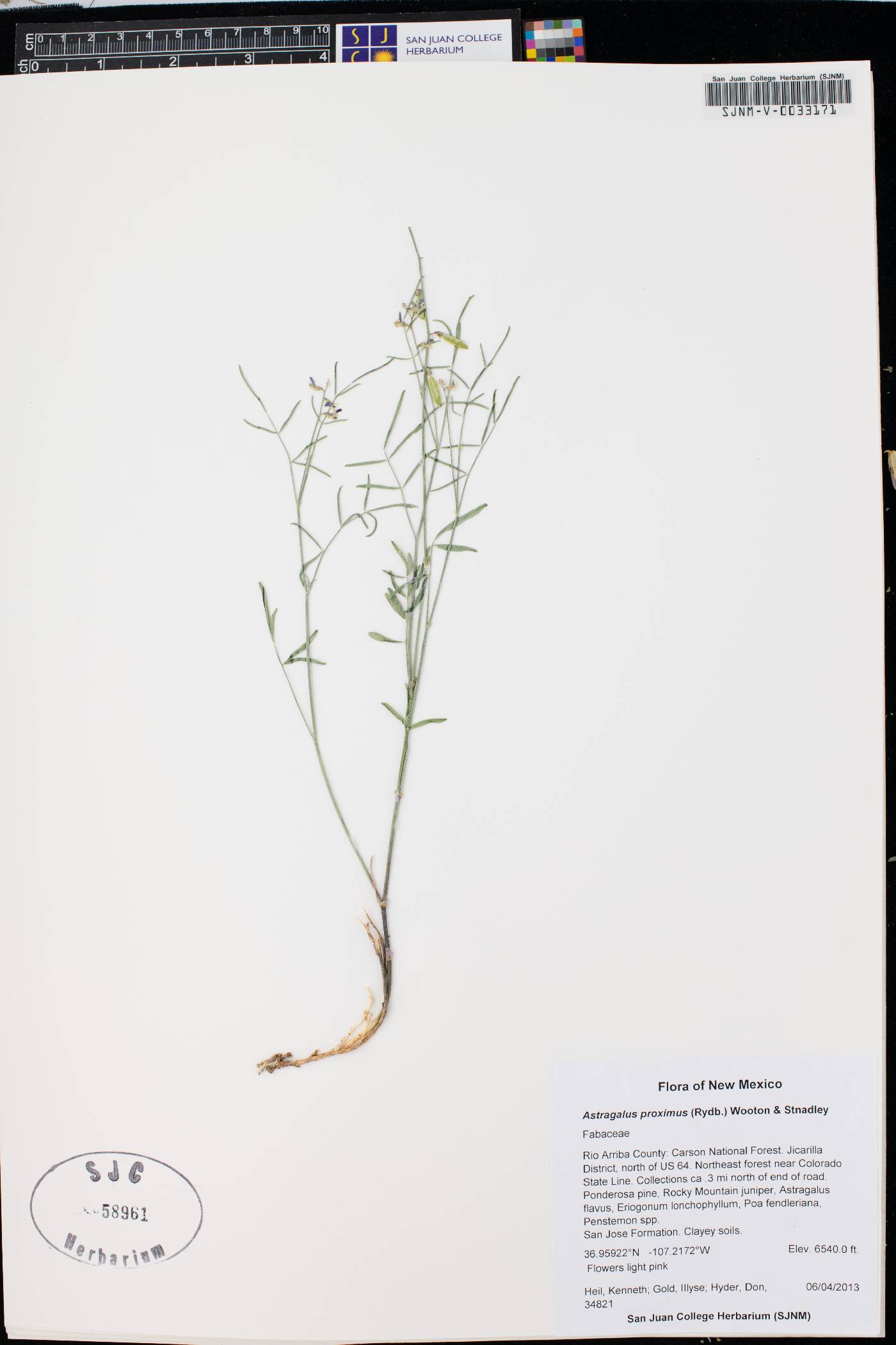 Astragalus proximus image