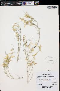 Astragalus proximus image