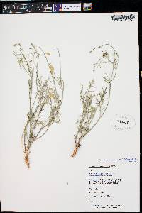 Astragalus proximus image