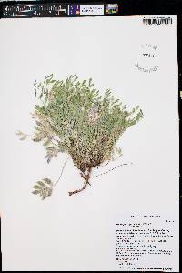 Astragalus puniceus image