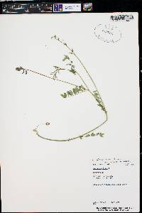 Astragalus robbinsii image