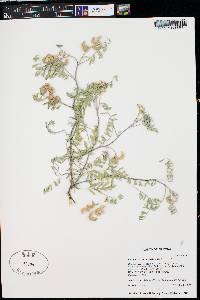 Astragalus sabulonum image