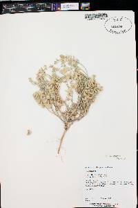 Astragalus sabulonum image