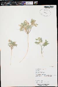 Astragalus sabulonum image