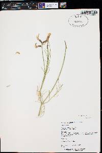 Astragalus saurinus image