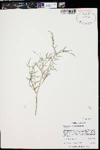 Astragalus schmollae image