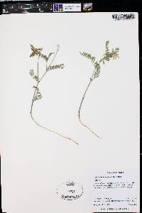 Astragalus scopulorum image