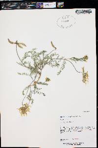 Astragalus scopulorum image