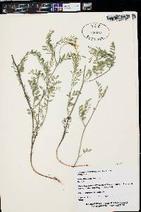 Astragalus scopulorum image