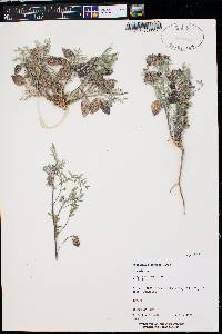 Astragalus serpens image