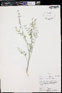 Astragalus straturensis image