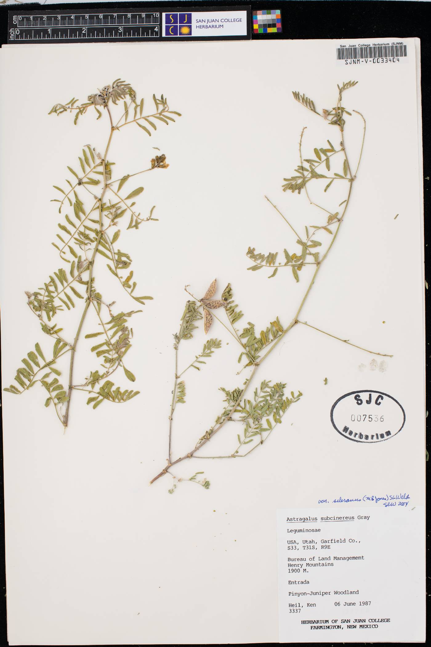 Astragalus subcinereus var. sileranus image