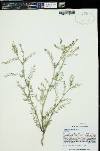 Astragalus multiflorus image