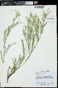 Astragalus multiflorus image