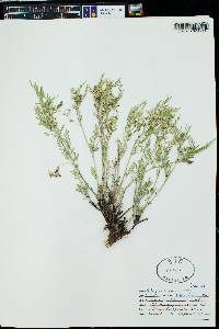 Astragalus multiflorus image