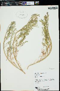 Astragalus thurberi image