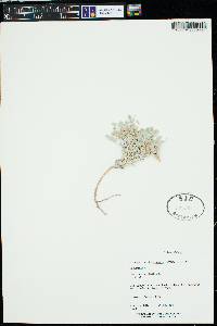 Astragalus tidestromii image