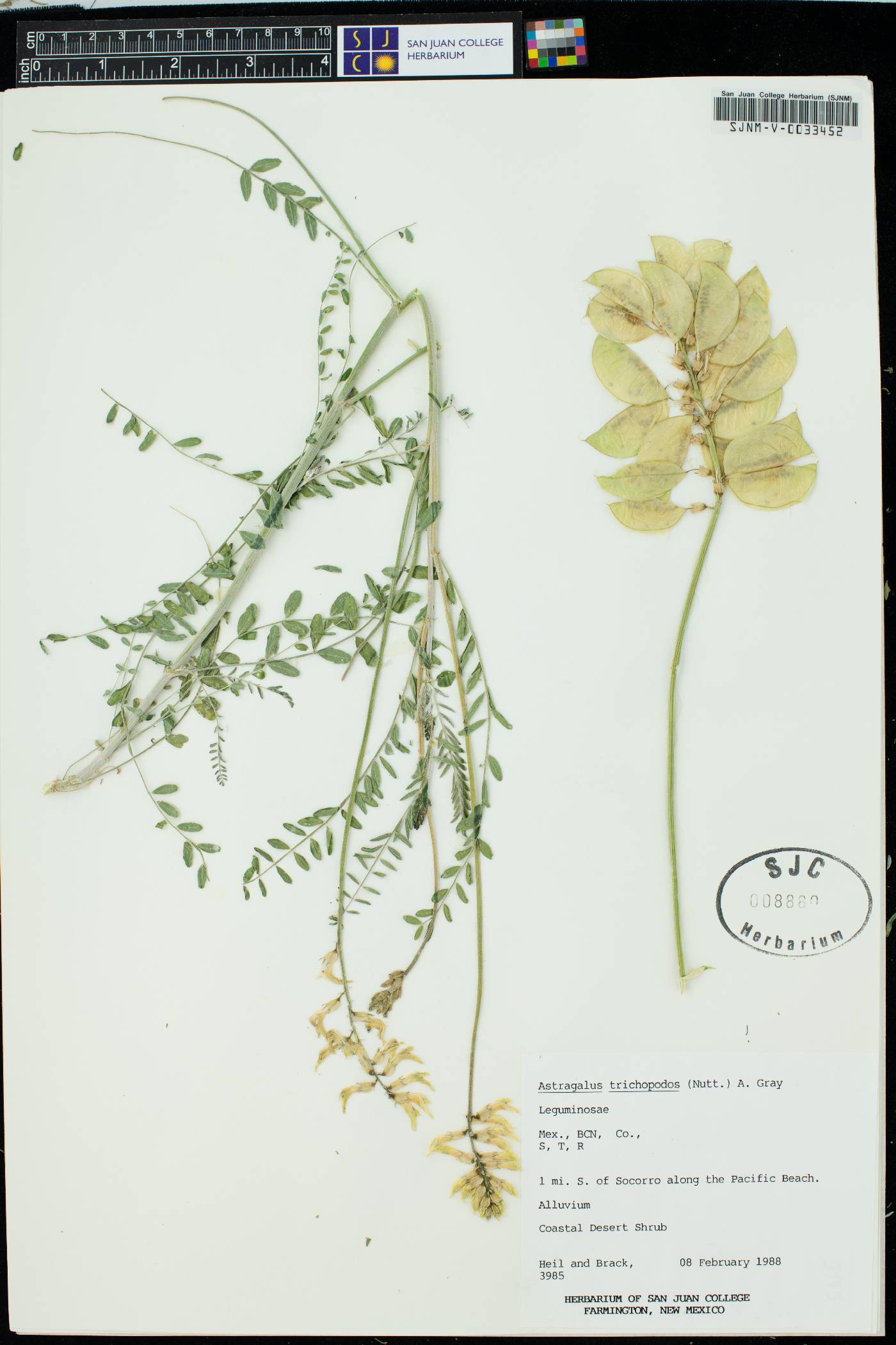 Astragalus trichopodus var. trichopodus image