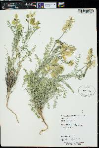 Astragalus trichopodus var. trichopodus image