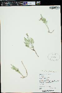 Astragalus miser image