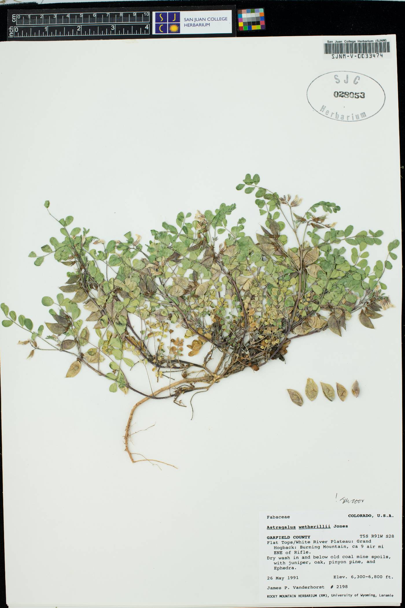Astragalus wetherillii image