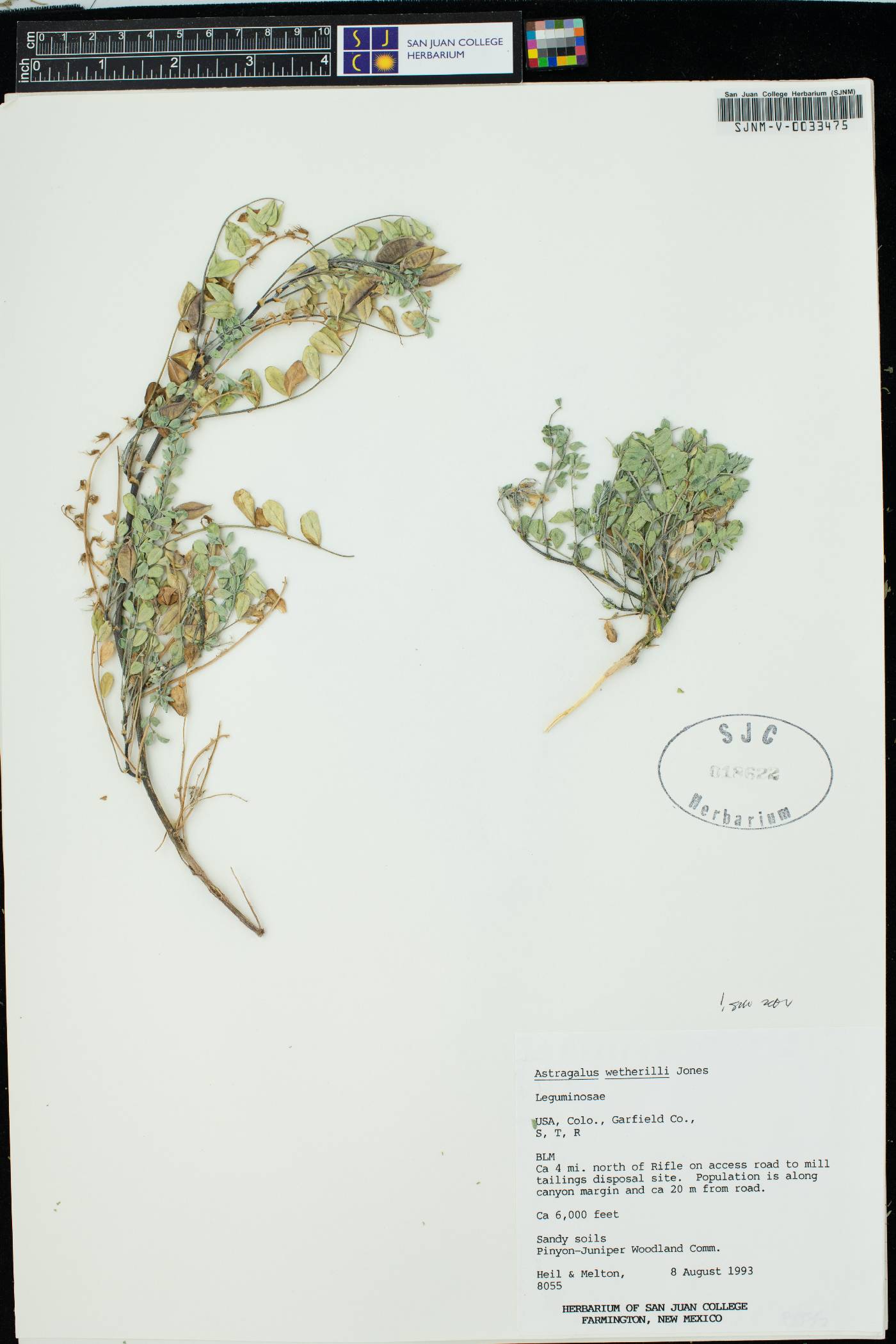 Astragalus wetherilli image