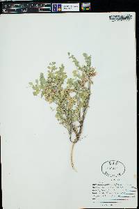 Astragalus wetherillii image