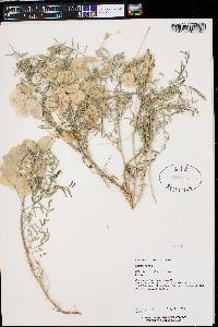 Astragalus allochrous image