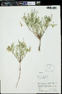 Astragalus wardii image