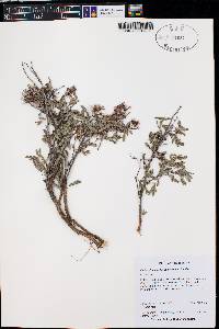 Calliandra humilis var. humilis image