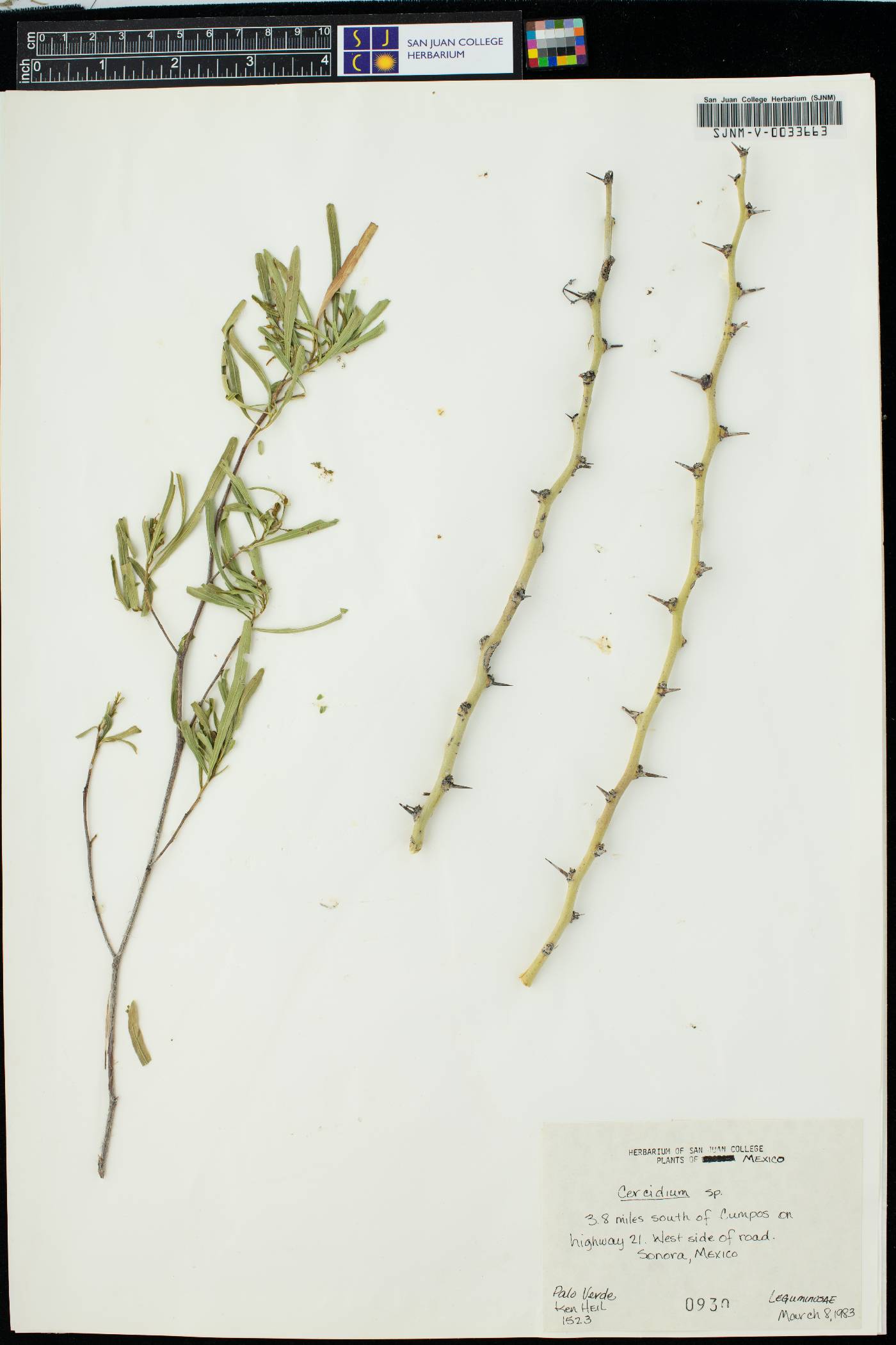 Parkinsonia x sonorae image