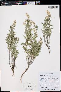 Dalea albiflora image