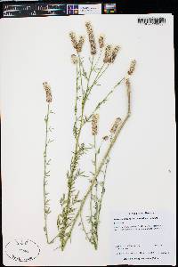 Dalea candida var. oligophylla image